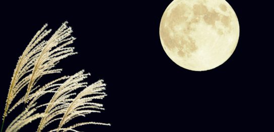 ありえないけれど軸足は２本で販促する！